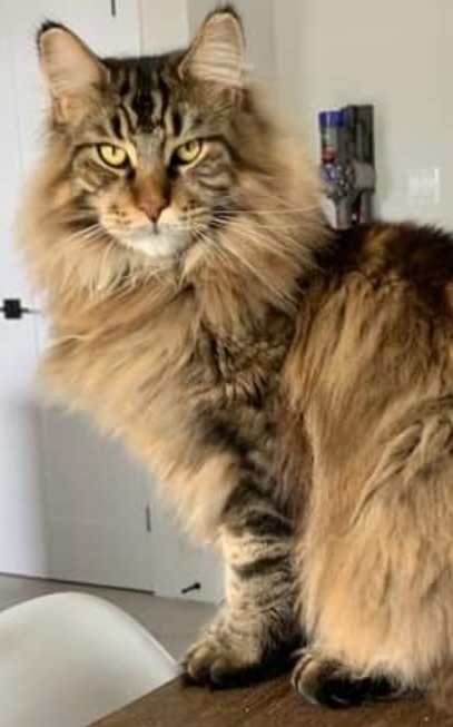 Turtle Valley Maine Coon Cats » past kittens now